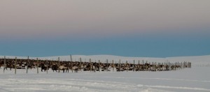 A few thousand reindeer in a corral in the foothills