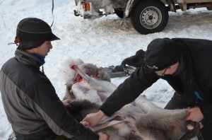 Olaf-Thomas (left) and Magnus removing the reindeer hide